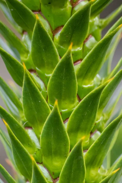 Folhas Espinhosas Verdes Araucaria Araucana Árvore Cauda Macaco Com Folhas — Fotografia de Stock