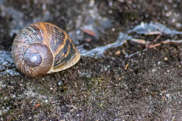 snail on the ground in garden or forest