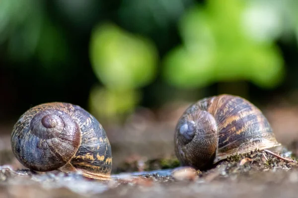 Ormanda yerde iki salyangoz.