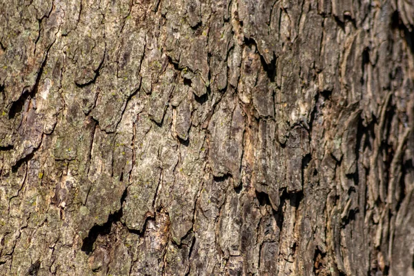 Tree Bark Macro Fine Natural Structures Rough Tree Bark Natural — Foto Stock