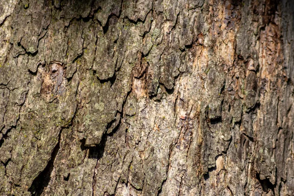 树皮宏观以优良的自然结构和粗犷的树皮为自然生态背景 表现出美丽的木制结构 作为小昆虫的栖息地有着伤疤和保护 — 图库照片