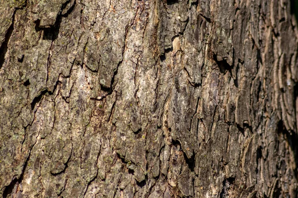 구조와 나무껍질 나무껍질 생태학적 배경은 곤충들의 서식지로서 상처와 보호를 아름다운 — 스톡 사진