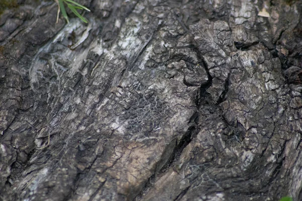 Macro Écorce Arbre Avec Fines Structures Naturelles Écorce Arbre Rugueuse — Photo