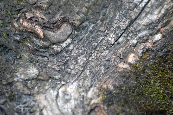 Кора Дерева Тонкими Природними Структурами Грубим Деревом Природний Екологічний Фон — стокове фото