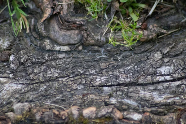 Boom Schors Macro Met Fijne Natuurlijke Structuren Ruwe Boomschors Als — Stockfoto