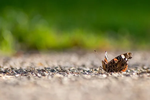 Beautiful Monarch Butterfly Profile View Macro Shiny Blurred Background Bokeh — Fotografia de Stock