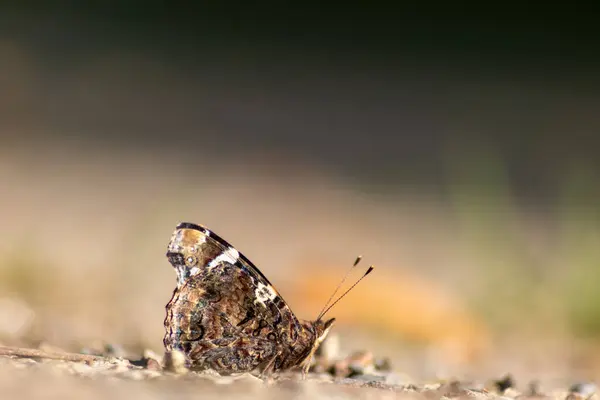 地面に浮かぶ蝶は ぼやけた背景で — ストック写真