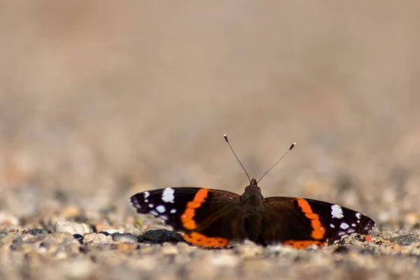 Papillon Sur Sol Sur Fond Flou — Photo
