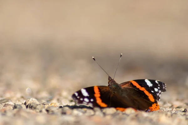 Beautiful Monarch Butterfly Profile View Macro Shiny Blurred Background Bokeh — Stock Photo, Image