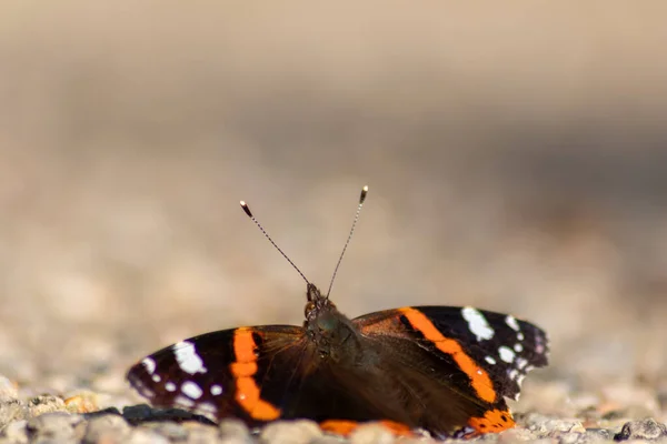 Beautiful Monarch Butterfly Profile View Macro Shiny Blurred Background Bokeh — Stock Photo, Image