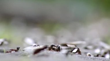 Ant wedding flight with flying ants like new ant queens and male ant with spreaded wings mating as beneficial insect for reproduction in macro low angle view formicary nest colony new insect society