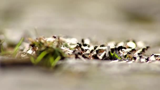 Vol Mariage Fourmis Avec Des Fourmis Volantes Comme Nouvelles Fourmis — Video