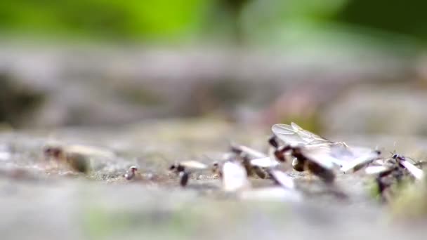 Ameisen Hochzeitsflug Mit Fliegenden Ameisen Wie Neuen Ameisenköniginnen Und Männlichen — Stockvideo