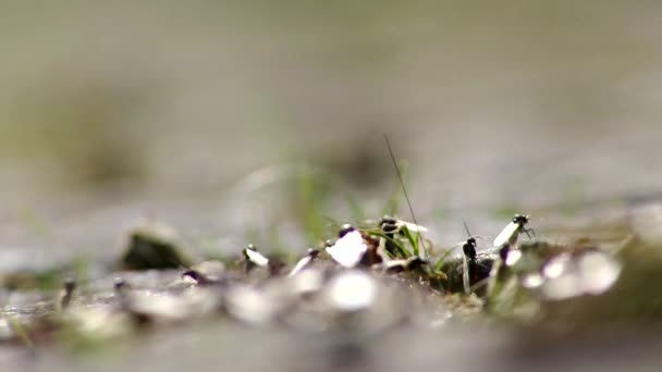 Vol Mariage Fourmis Avec Des Fourmis Volantes Comme Nouvelles Fourmis — Video