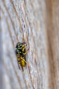 Tahta yüzeydeki arıya yaklaş.