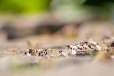 Yeni karınca kraliçeleri gibi uçan karıncalarla ve geniş kanatlı erkek karıncalarla düğün uçuşu makro düşük açılı yeni böcek topluluğunda üremek için yararlı bir böcek çiftleşmesi.