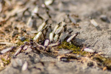 Yeni karınca kraliçeleri gibi uçan karıncalarla ve geniş kanatlı erkek karıncalarla düğün uçuşu makro düşük açılı yeni böcek topluluğunda üremek için yararlı bir böcek çiftleşmesi.