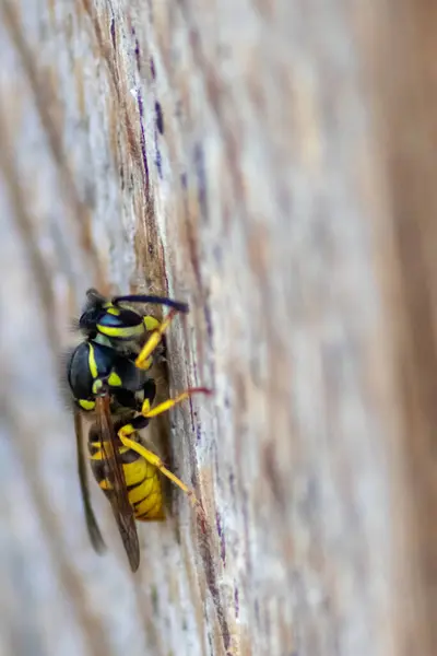 Gros Plan Abeille Sur Surface Bois — Photo