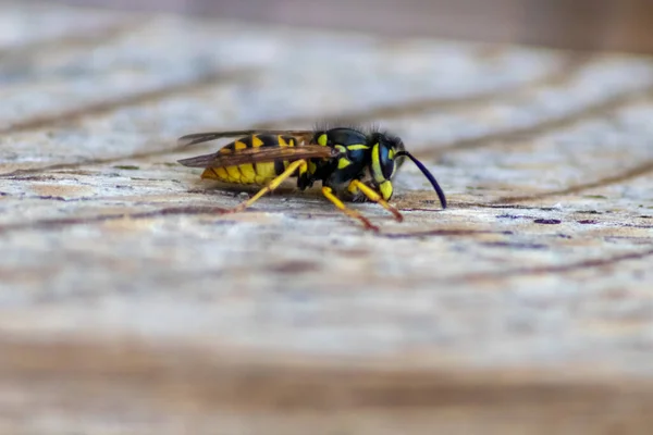 Zbliżenie Pszczół Drewnianej Powierzchni — Zdjęcie stockowe