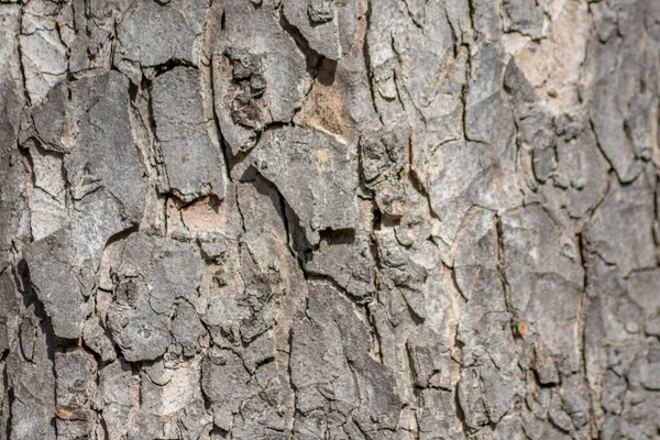 Ağaç Kabuğu Makrosu Ince Doğal Yapılara Kaba Ağaç Kabuğuna Sahip — Stok fotoğraf
