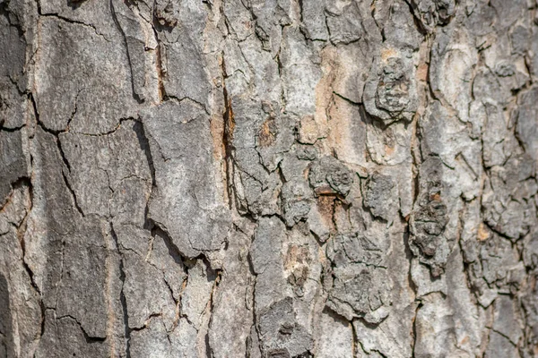 Makro Kory Drzew Drobnych Naturalnych Strukturach Surowej Kory Drzew Jako — Zdjęcie stockowe