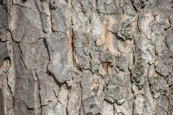 Casca Árvore Macro Com Estruturas Naturais Finas Casca Árvore Áspera — Fotografia de Stock