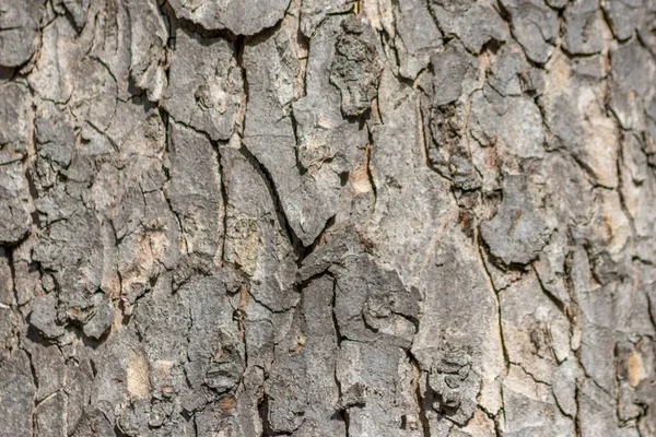 Tree Bark Macro Fine Natural Structures Rough Tree Bark Natural — 图库照片