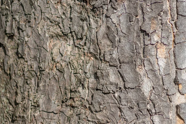Δέντρο Φλοιό Μακροεντολή Λεπτές Φυσικές Δομές Και Τραχύ Φλοιό Δέντρων — Φωτογραφία Αρχείου