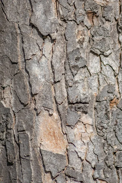Tree Bark Macro Fine Natural Structures Rough Tree Bark Natural —  Fotos de Stock