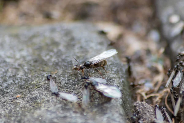 Ant Wedding Flight Flying Ants New Ant Queens Male Ant — Foto Stock