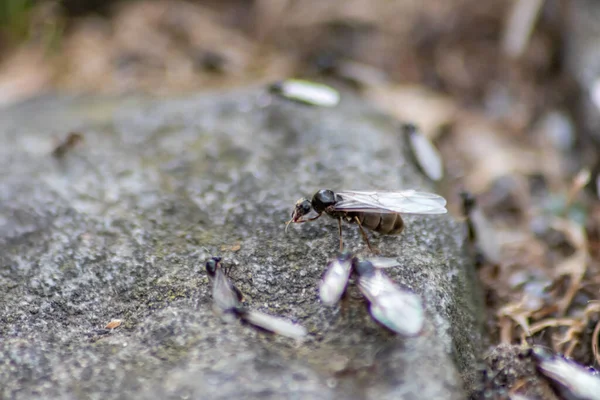 Voo Casamento Formiga Com Formigas Voadoras Como Novas Rainhas Formigas — Fotografia de Stock