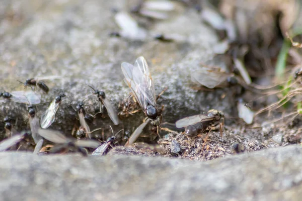 Ant Wedding Flight Flying Ants New Ant Queens Male Ant — Stockfoto
