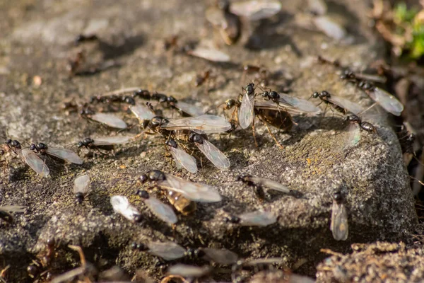 Ant Wedding Flight Flying Ants New Ant Queens Male Ant — Fotografia de Stock