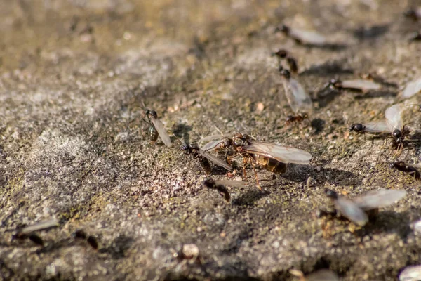 Ant Penerbangan Pernikahan Dengan Semut Terbang Seperti Ratu Semut Baru — Stok Foto