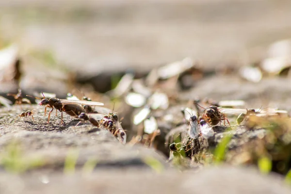 Ant Wedding Flight Flying Ants New Ant Queens Male Ant — Fotografia de Stock