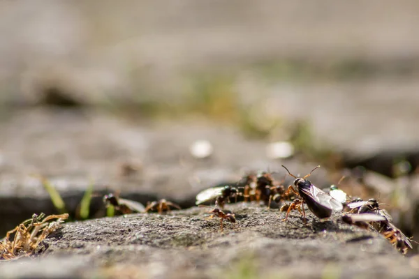 Ant Wedding Flight Flying Ants New Ant Queens Male Ant — Fotografia de Stock