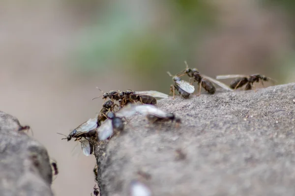 Ant wedding flight with flying ants like new ant queens and male ant with spreaded wings mating as beneficial insect for reproduction in macro low angle view formicary nest colony new insect society
