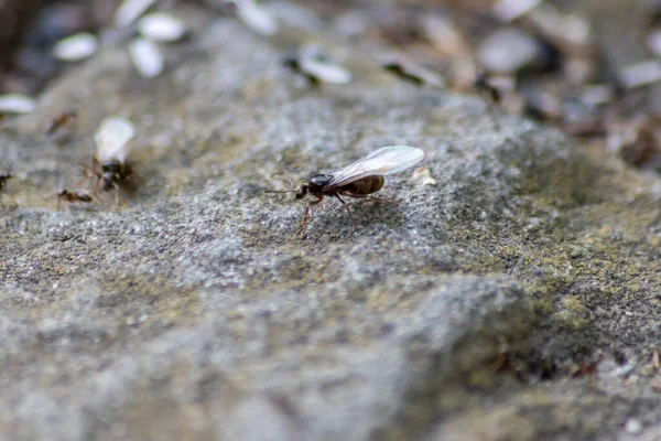 Ant Wedding Flight Flying Ants New Ant Queens Male Ant — Foto Stock