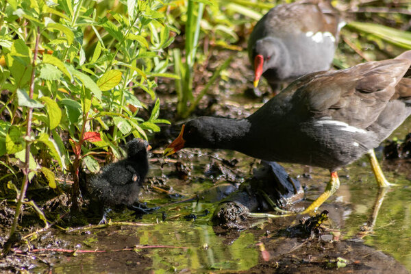 утки на берегу пруда