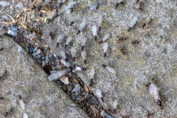 Voo Casamento Formiga Com Formigas Voadoras Como Novas Rainhas Formigas — Fotografia de Stock