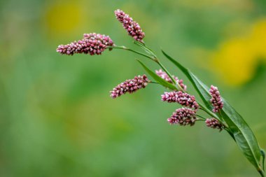 güzel çiçekler doğaya yakın çekim