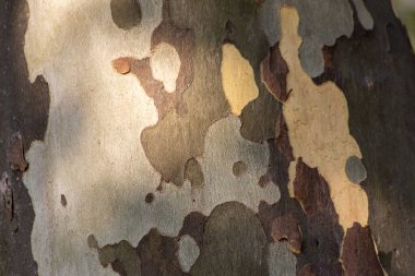 Ağaç kabuğu doku arka planını yakın çekim