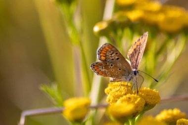 Profil görünümlü makro güzel kelebek yaz tarlasında parlak bulanık arka plan bokeh canlı renkler ve kamuflaj böcekleri vahşi çimenlerde tozlaşma gizleyen filigran kanatlarını gösterir