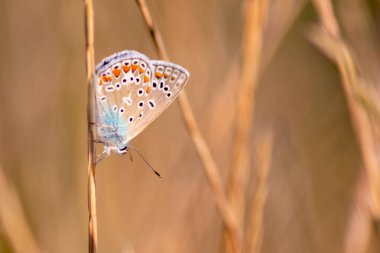 Doğanın dalında güzel bir kelebek