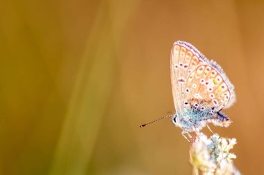 Profil görünümlü makro güzel kelebek yaz tarlasında parlak bulanık arka plan bokeh canlı renkler ve kamuflaj böcekleri vahşi çimenlerde tozlaşma gizleyen filigran kanatlarını gösterir