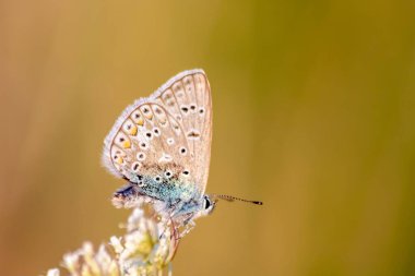 Profil görünümlü makro güzel kelebek yaz tarlasında parlak bulanık arka plan bokeh canlı renkler ve kamuflaj böcekleri vahşi çimenlerde tozlaşma gizleyen filigran kanatlarını gösterir
