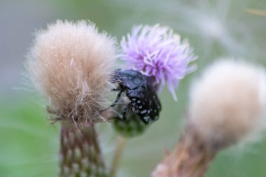 Doğadaki pembe çiçekli böcek.