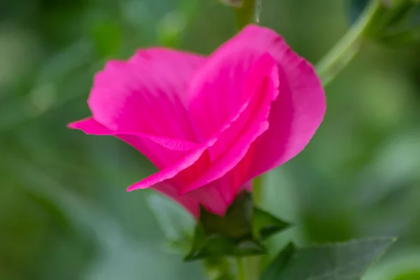 Bela Flor Rosa Crescendo Jardim Verde — Fotografia de Stock