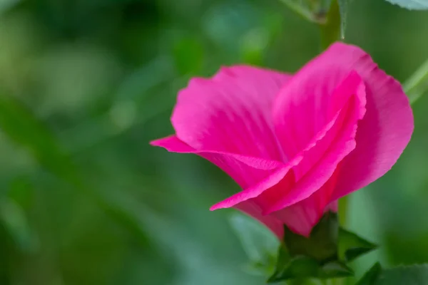 Όμορφο Ροζ Λουλούδι Που Αναπτύσσεται Στον Καταπράσινο Κήπο — Φωτογραφία Αρχείου
