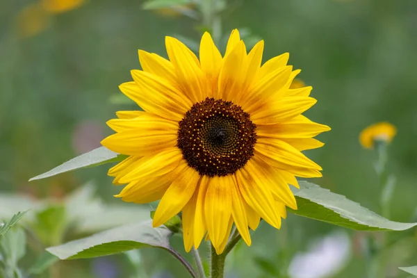 Красивий Жовтий Соняшник Саду — стокове фото